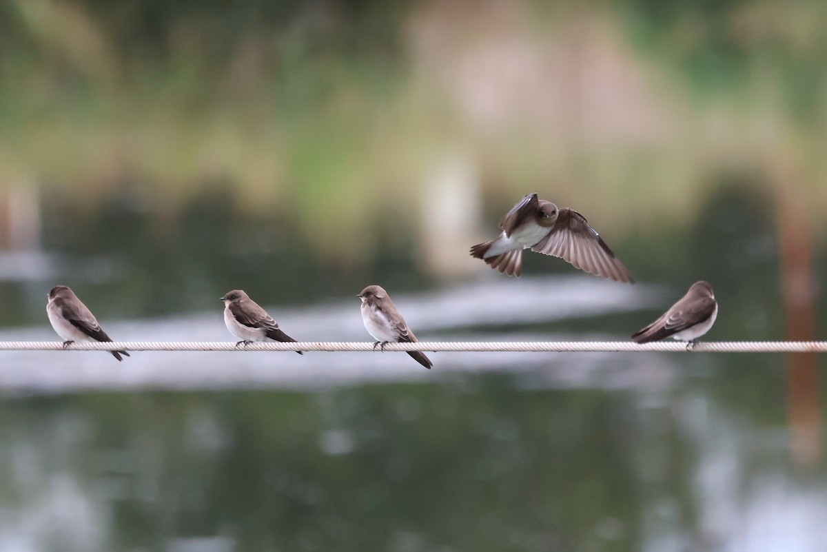 Northern Rough-winged Swallow - Tricia Vesely