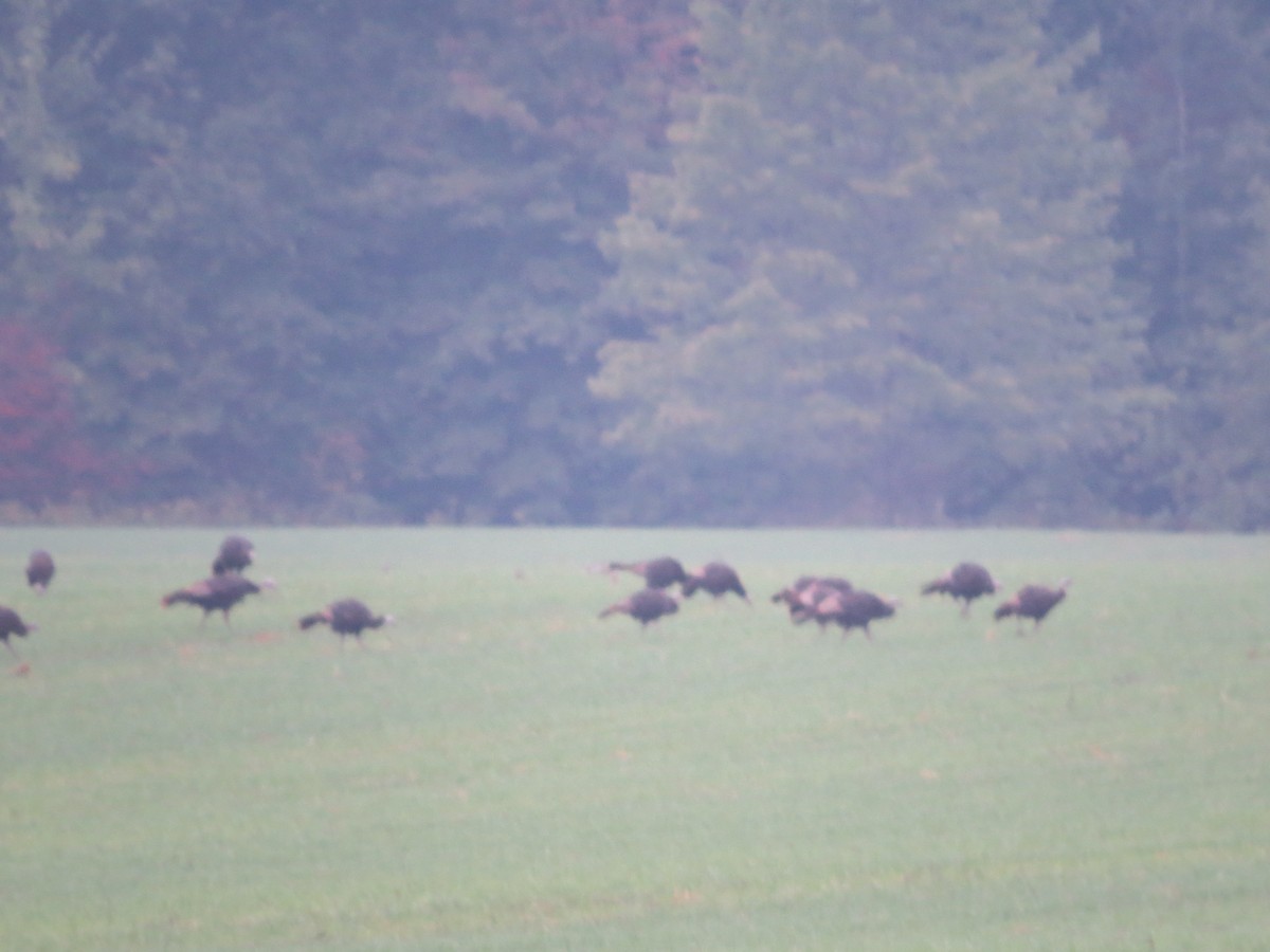 Wild Turkey - ML624172657