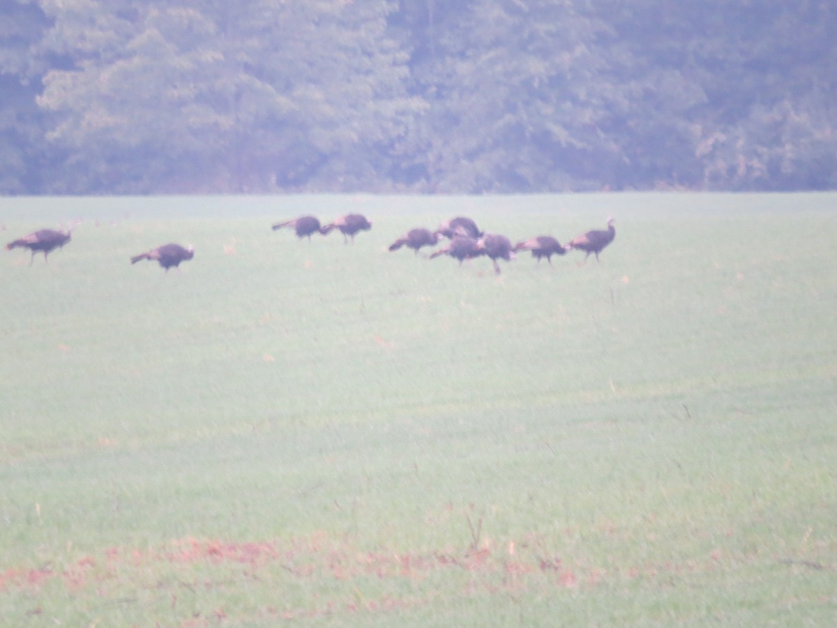 Wild Turkey - ML624172662