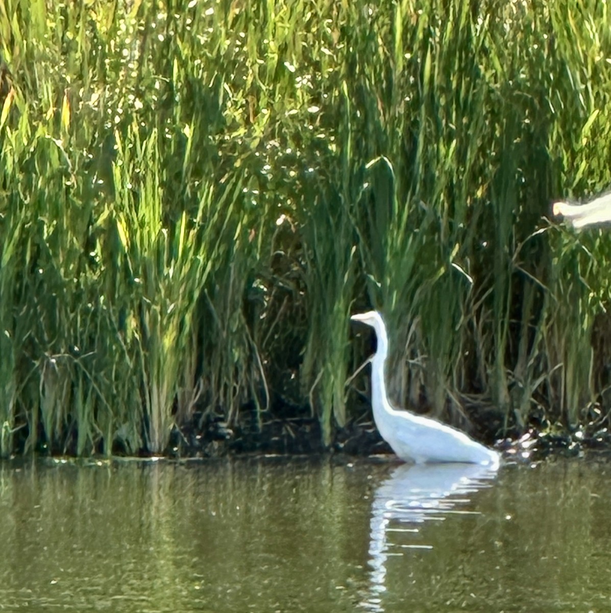 Great Egret - ML624172663