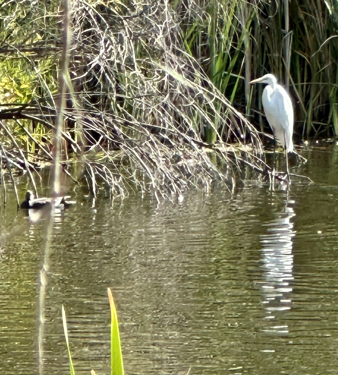 Great Egret - ML624172664