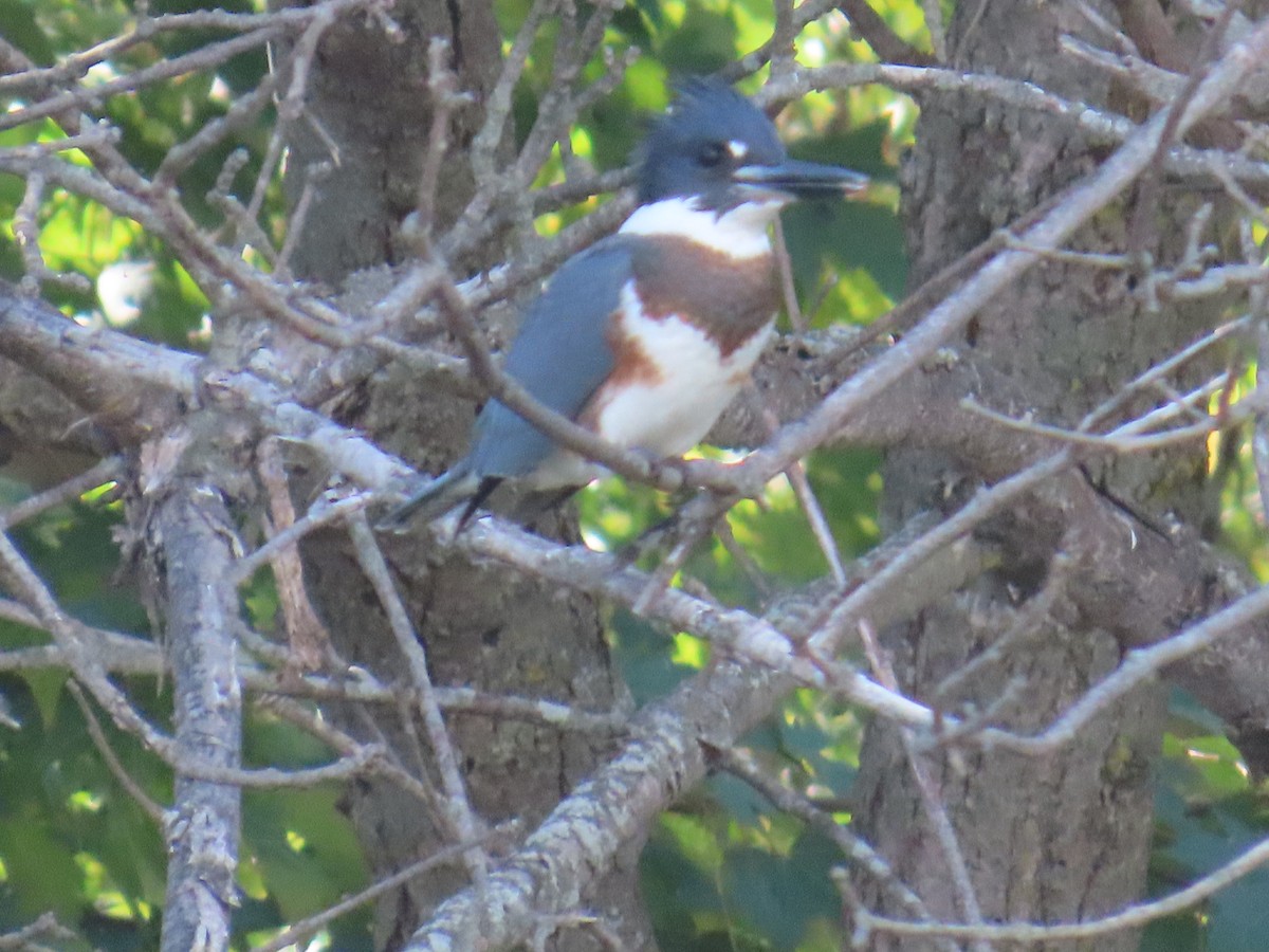 Belted Kingfisher - ML624172668