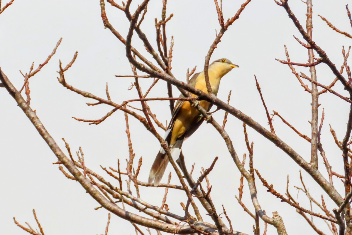 Mangrove Cuckoo - ML624172680