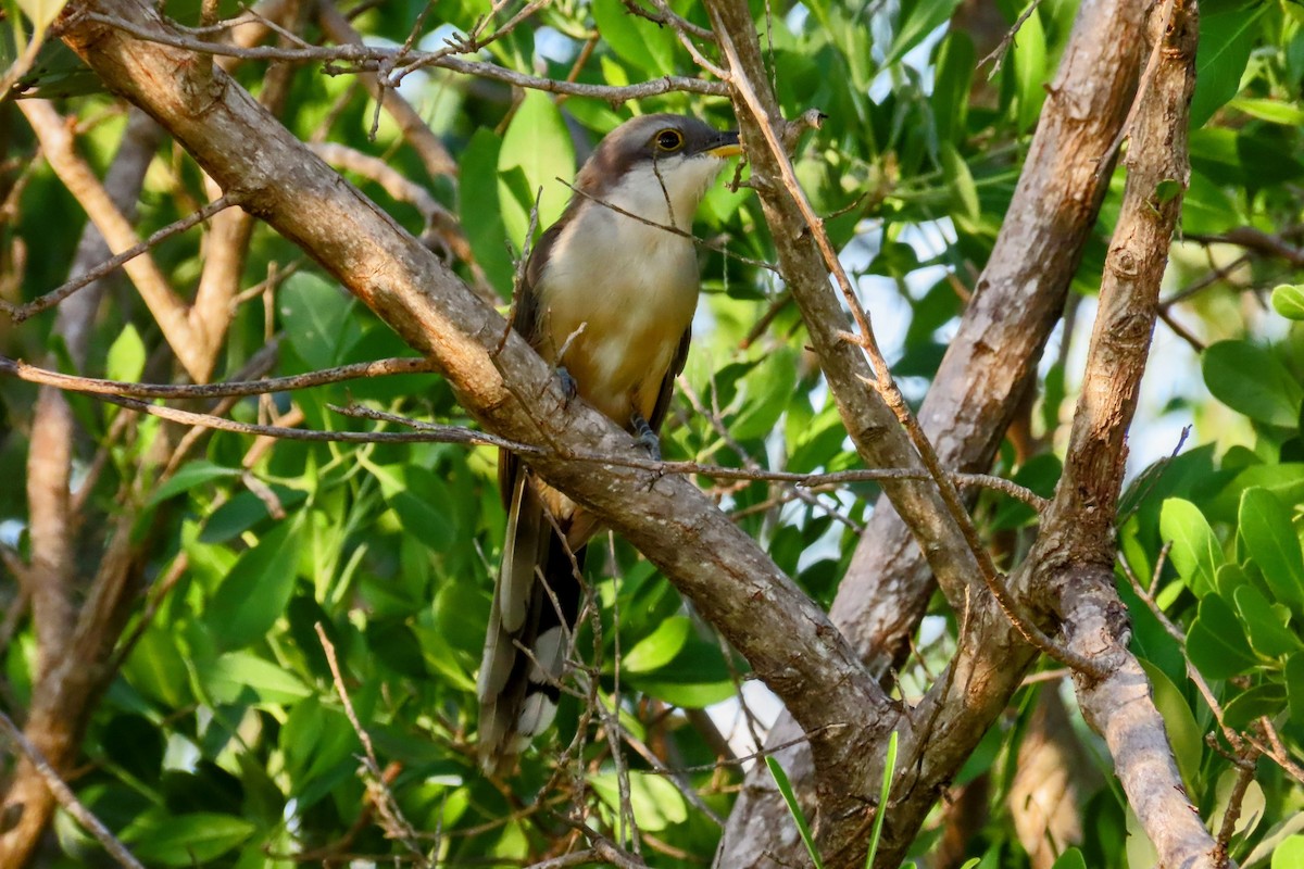 Mangrove Cuckoo - ML624172681