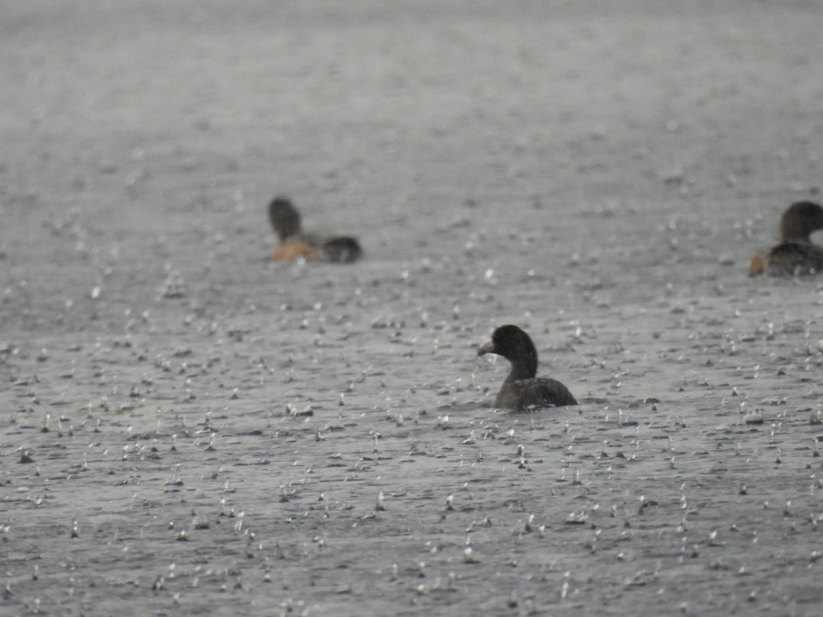 American Coot - Kaiden Bosch