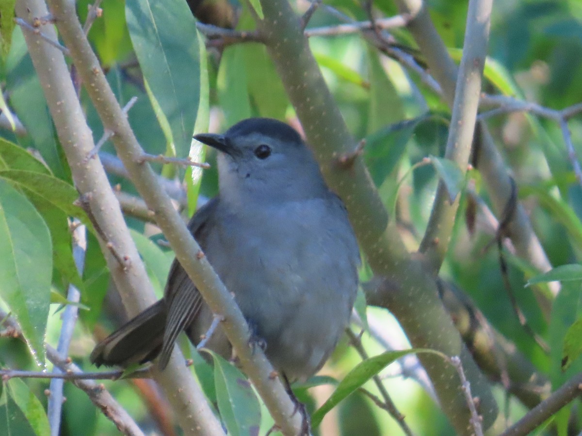 Gray Catbird - ML624172700