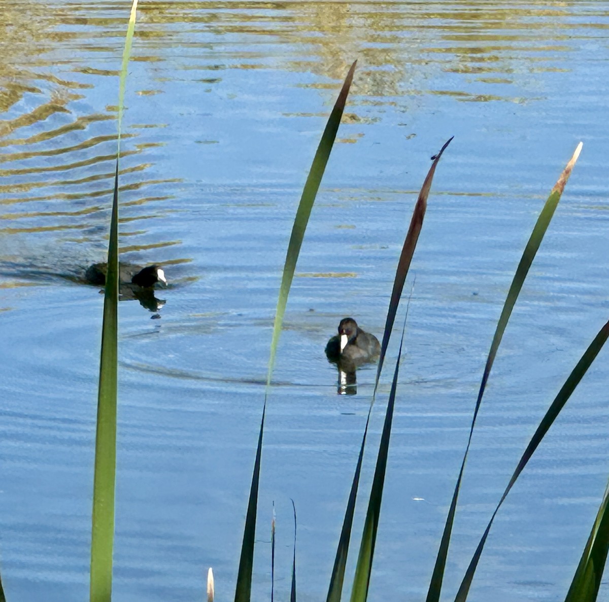 American Coot - ML624172712