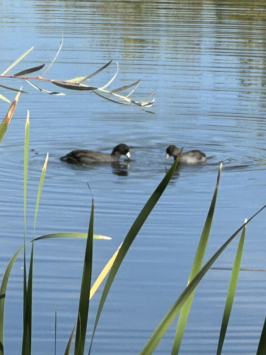 American Coot - ML624172713