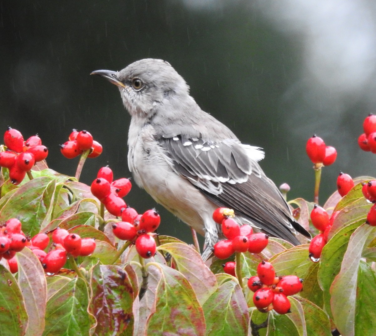 Northern Mockingbird - ML624172734