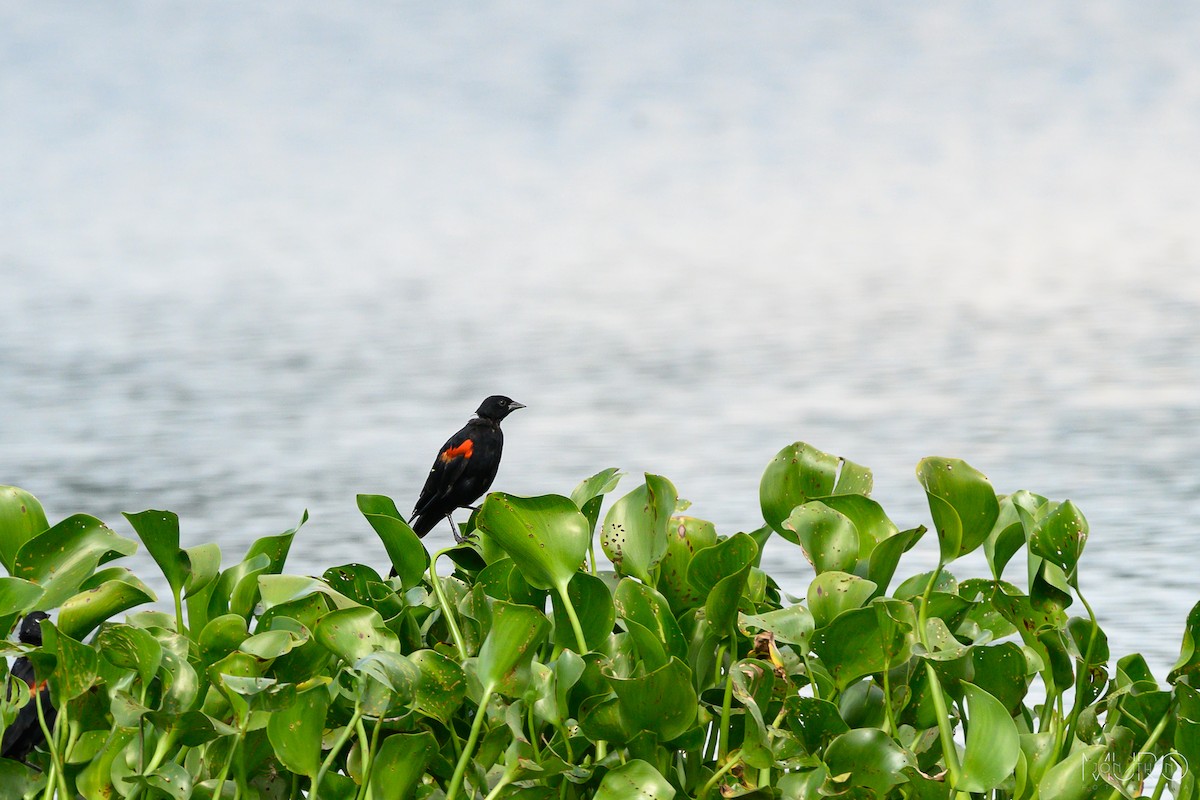 Red-winged Blackbird - ML624172741