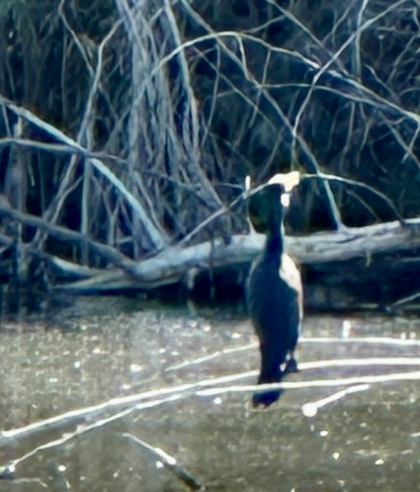 Double-crested Cormorant - ML624172806