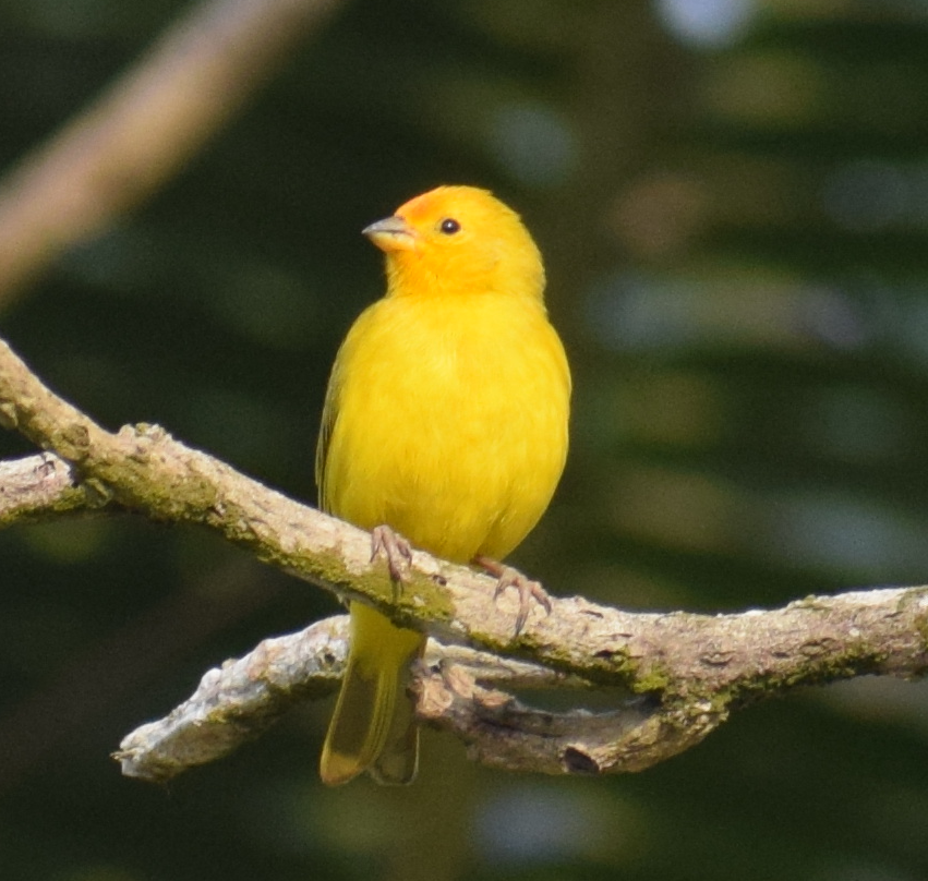 Saffron Finch - ML624172815