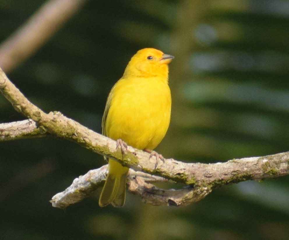 Saffron Finch - ML624172816