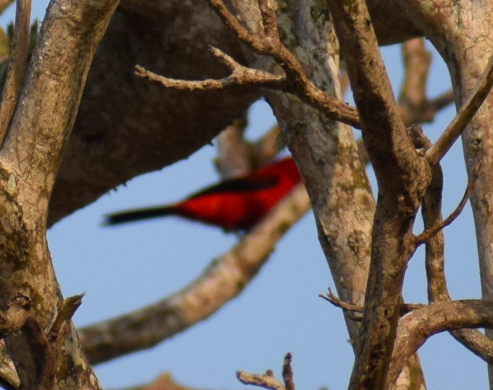 Brazilian Tanager - ML624172820