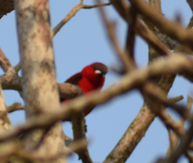 Brazilian Tanager - ML624172821