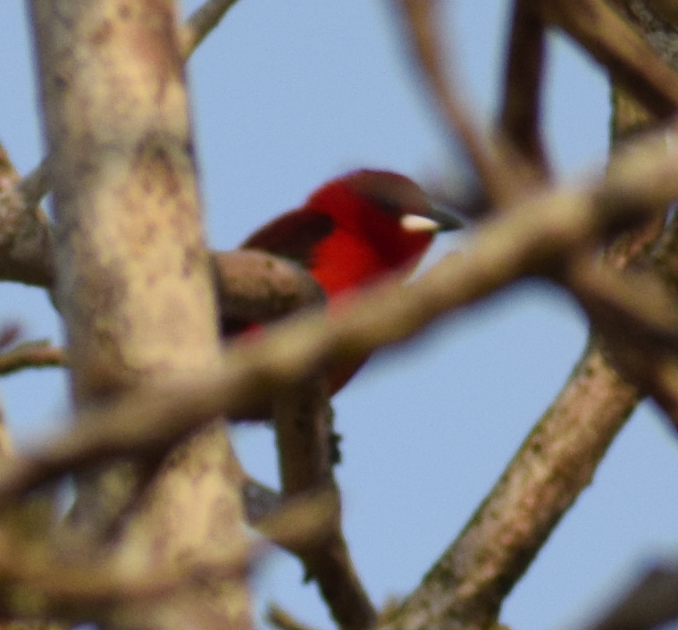 Brazilian Tanager - ML624172822