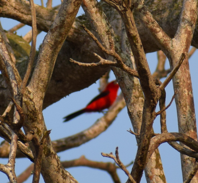 Brazilian Tanager - ML624172823