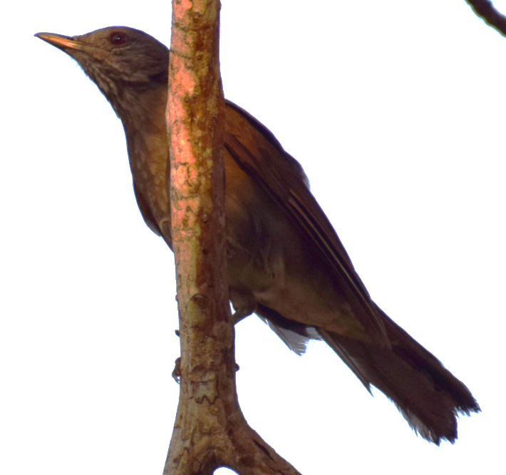 Pale-breasted Thrush - ML624172828