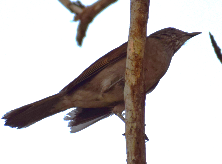 Pale-breasted Thrush - ML624172829