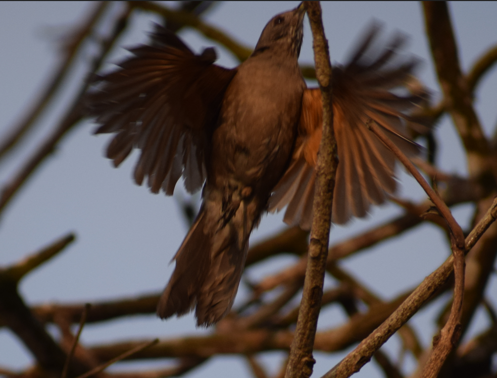 Pale-breasted Thrush - ML624172830