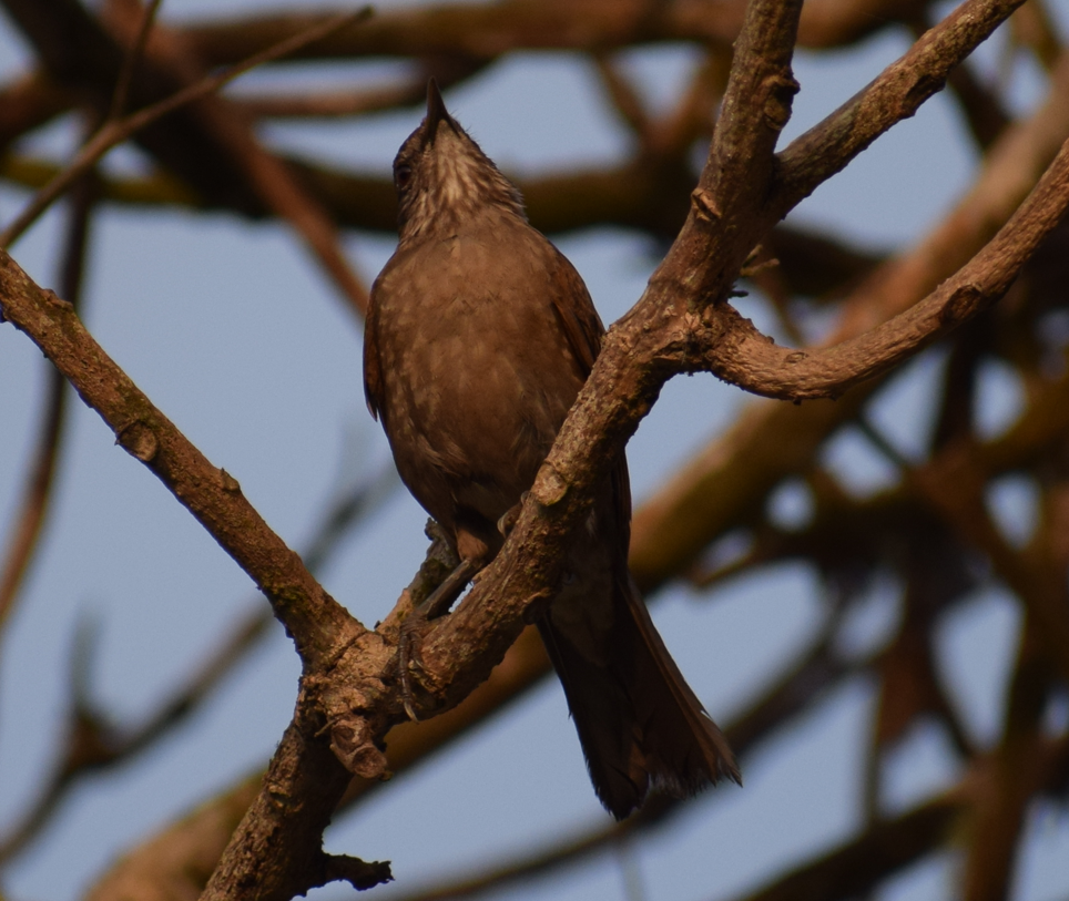 Pale-breasted Thrush - ML624172831