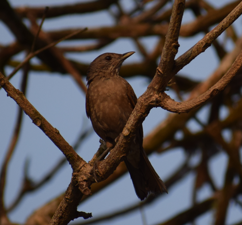 Pale-breasted Thrush - ML624172832