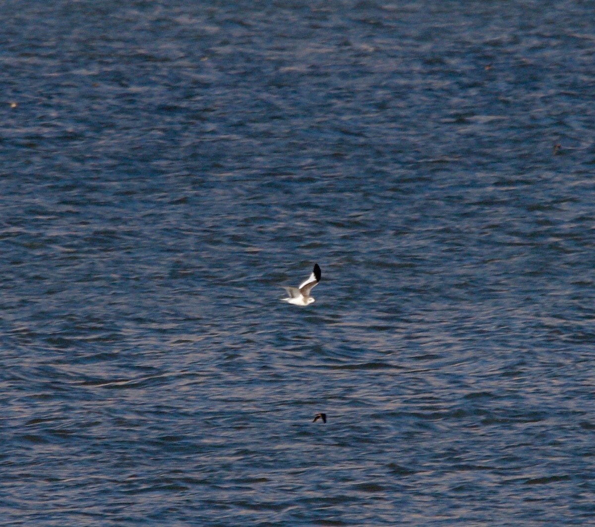 Sabine's Gull - ML624172853