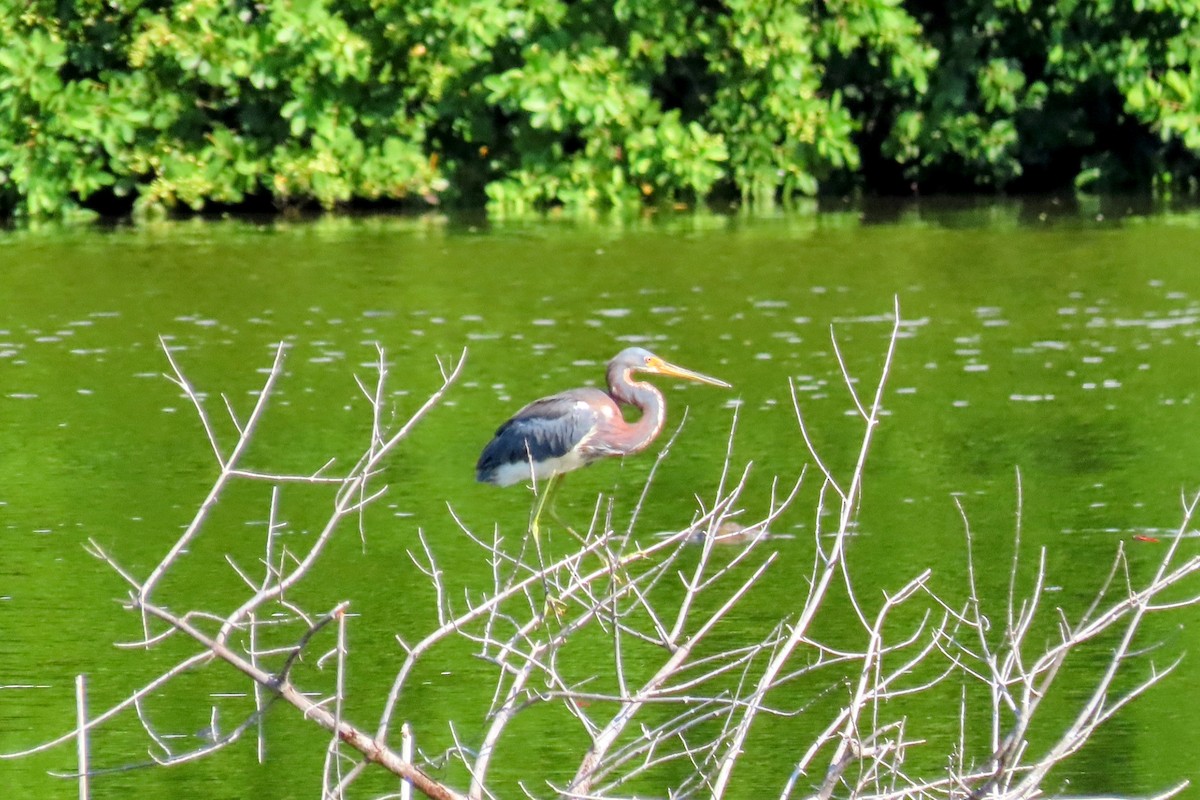 Tricolored Heron - ML624172858