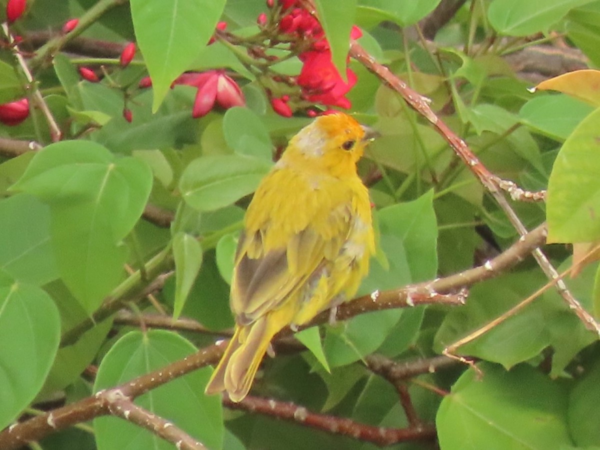 Saffron Finch - ML624172873