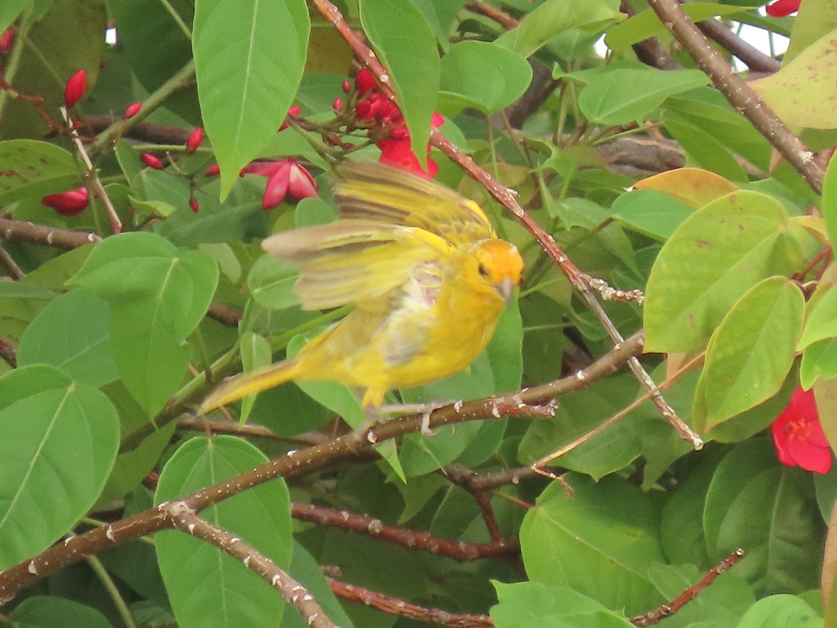 Saffron Finch - ML624172876