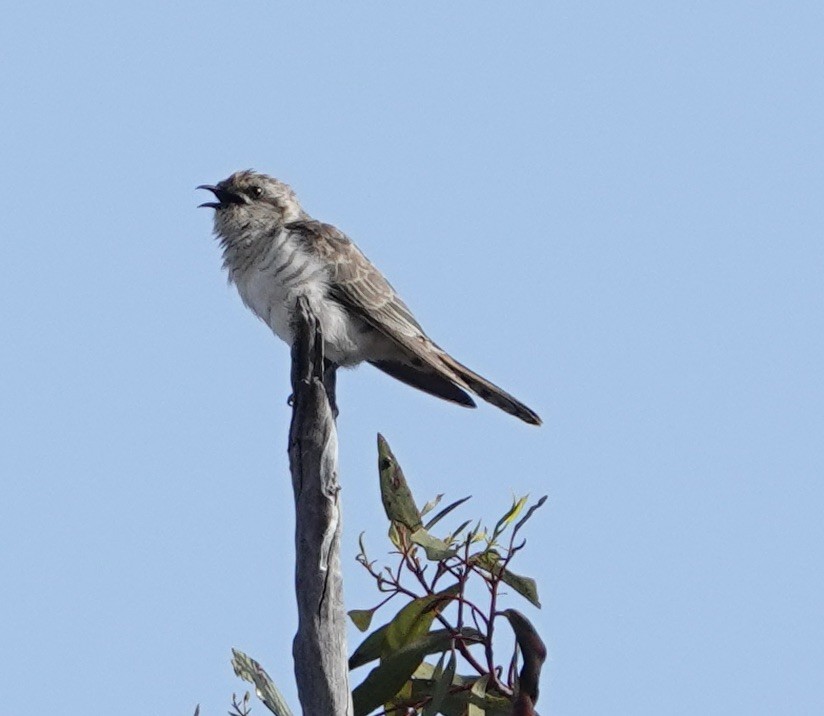 Horsfield's Bronze-Cuckoo - ML624172879