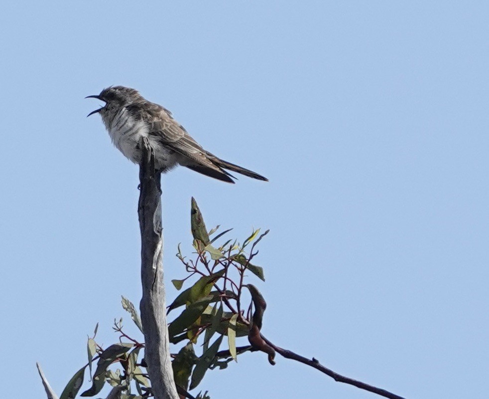 Horsfield's Bronze-Cuckoo - ML624172882