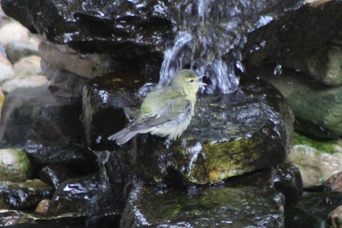 Tennessee Warbler - ML624172887