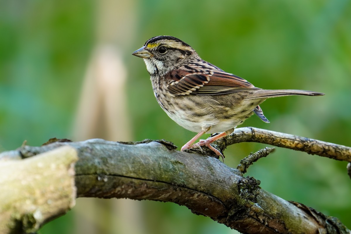 White-throated Sparrow - ML624172904