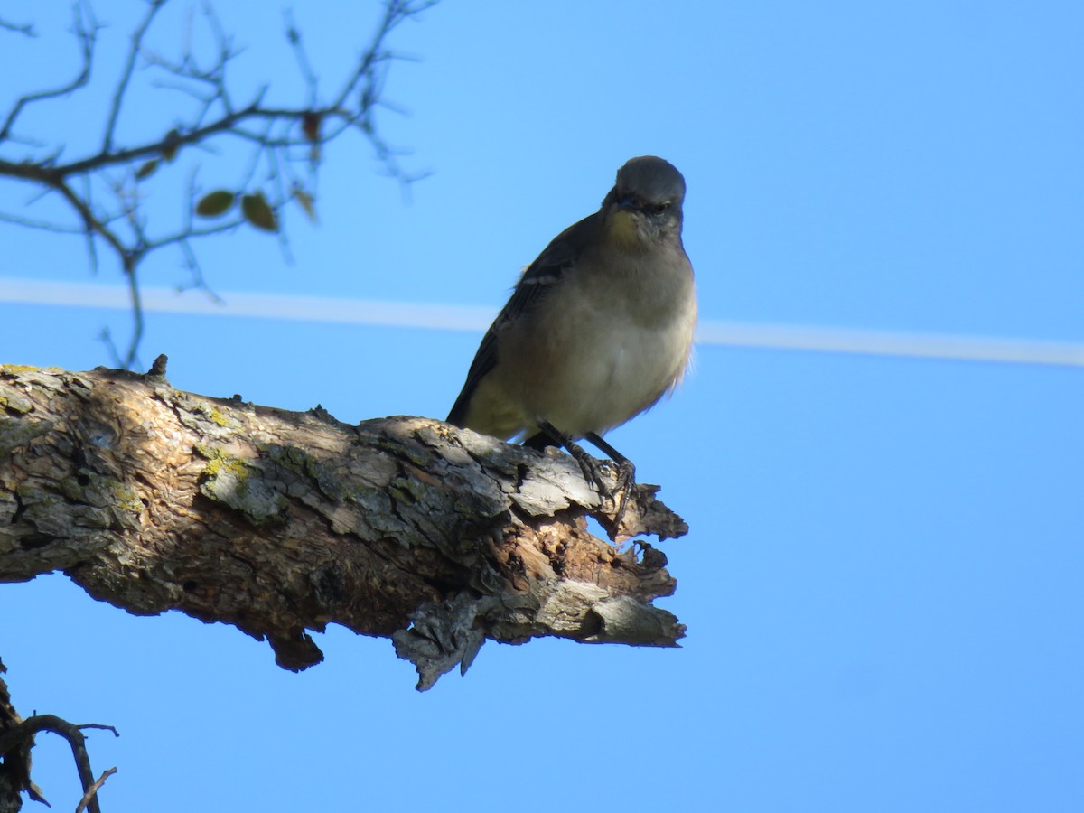 Northern Mockingbird - ML624172911