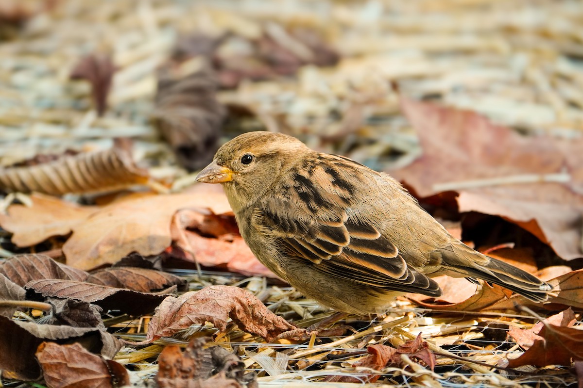 House Sparrow - ML624172913