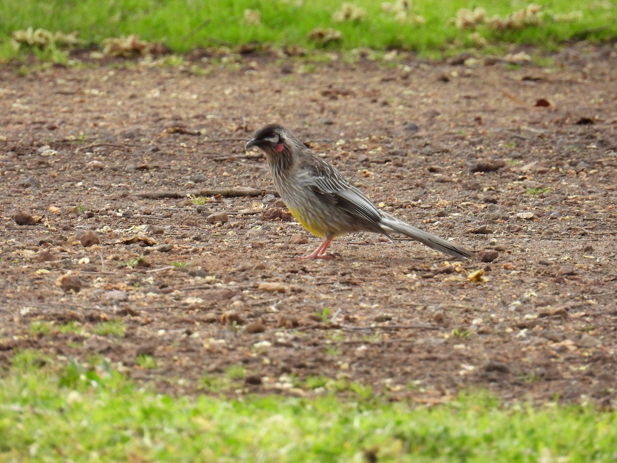 Red Wattlebird - ML624172918