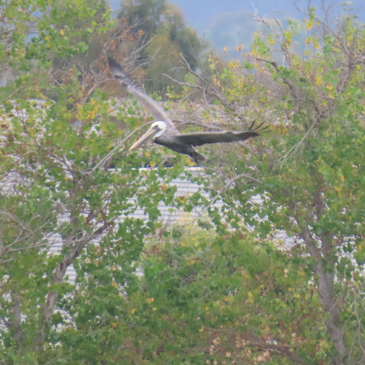 Brown Pelican - ML624172921