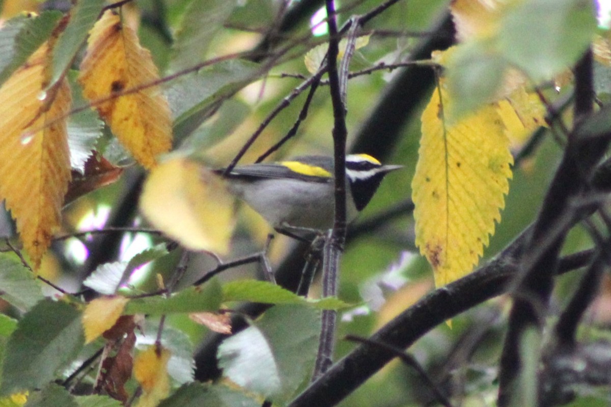 Golden-winged Warbler - ML624172932