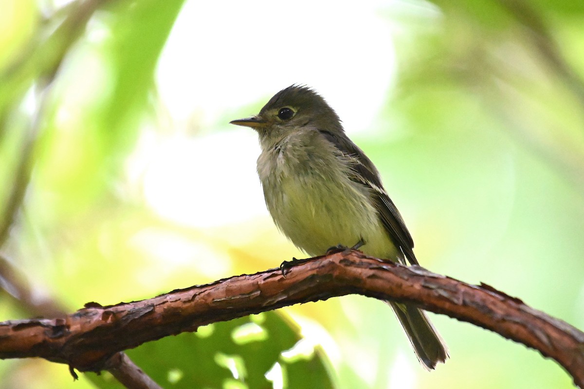 tanımsız Empidonax sp. - ML624172944