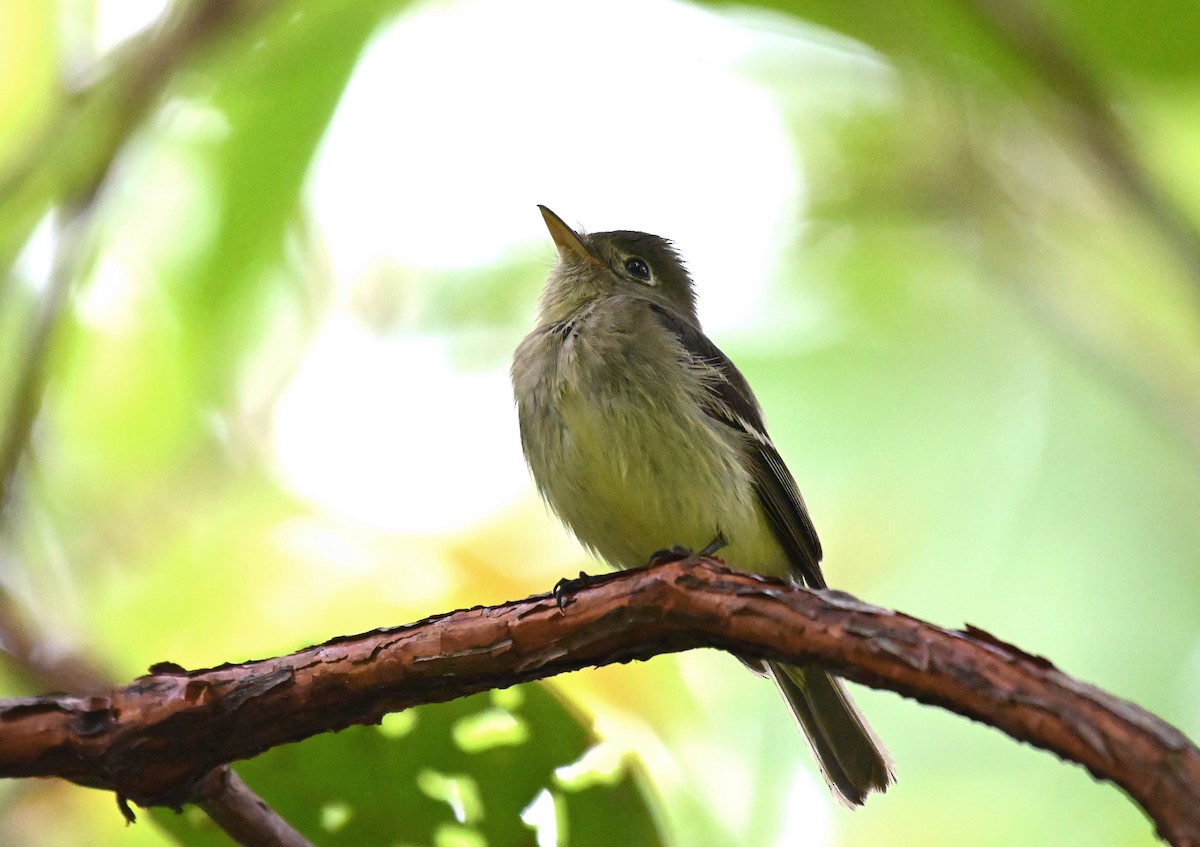 tanımsız Empidonax sp. - ML624172947