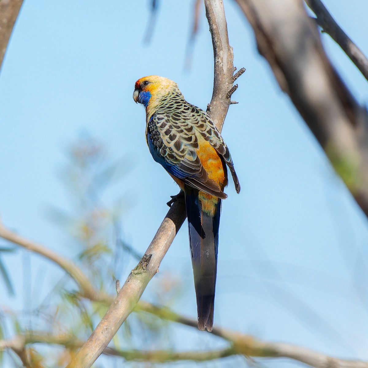 Crimson Rosella - Benjamin Gerrard