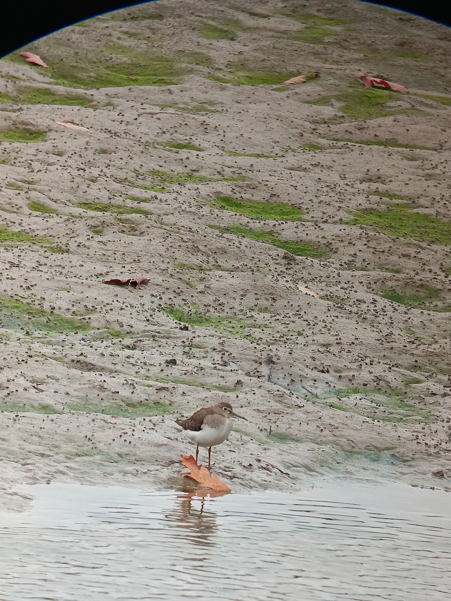 Solitary Sandpiper - ML624172989