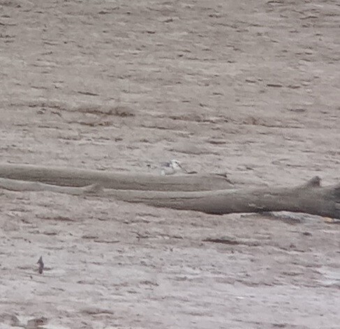 Sanderling - ML624172997