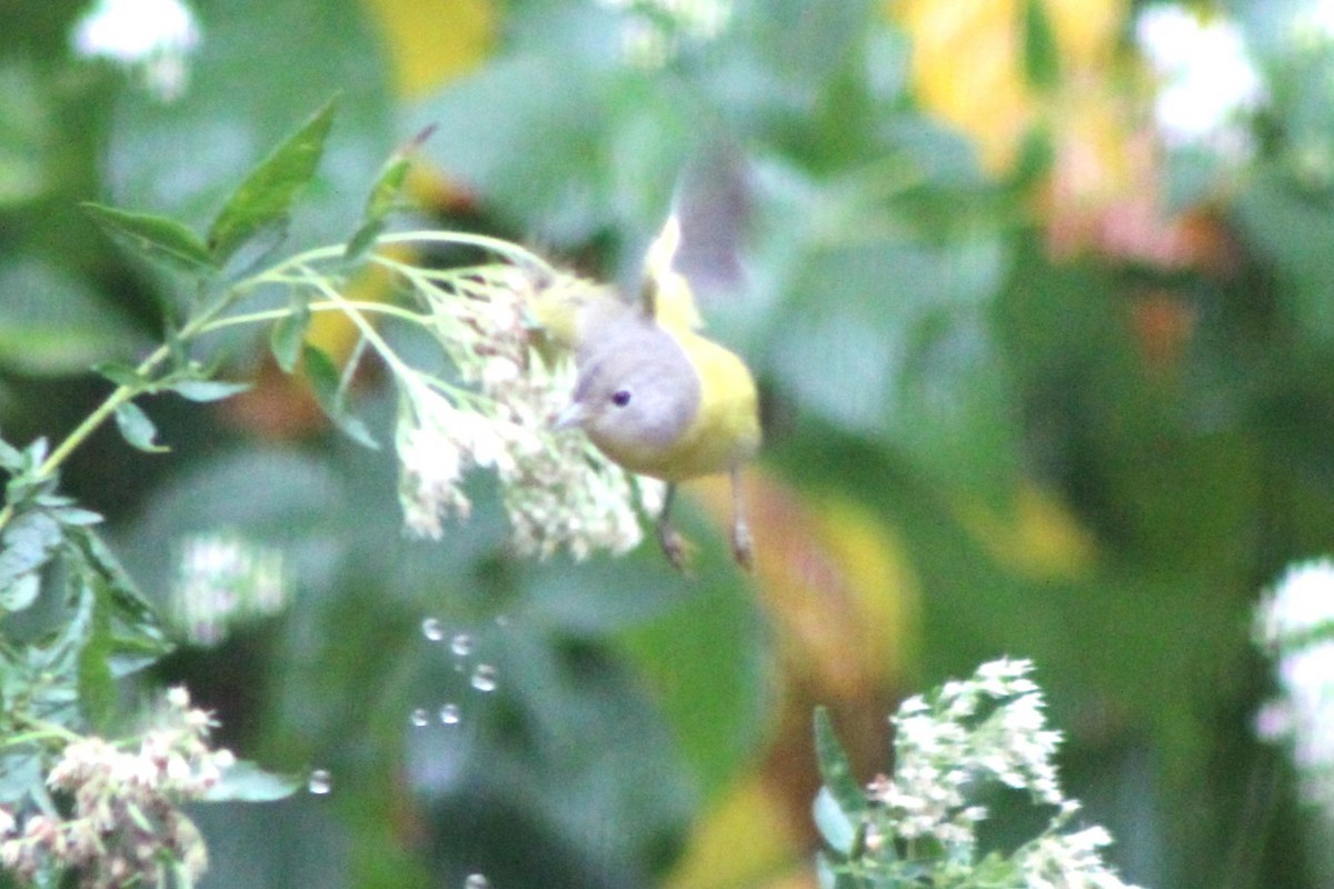 Nashville Warbler - Kenneth Showalter