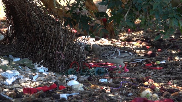 Great Bowerbird - ML624173020