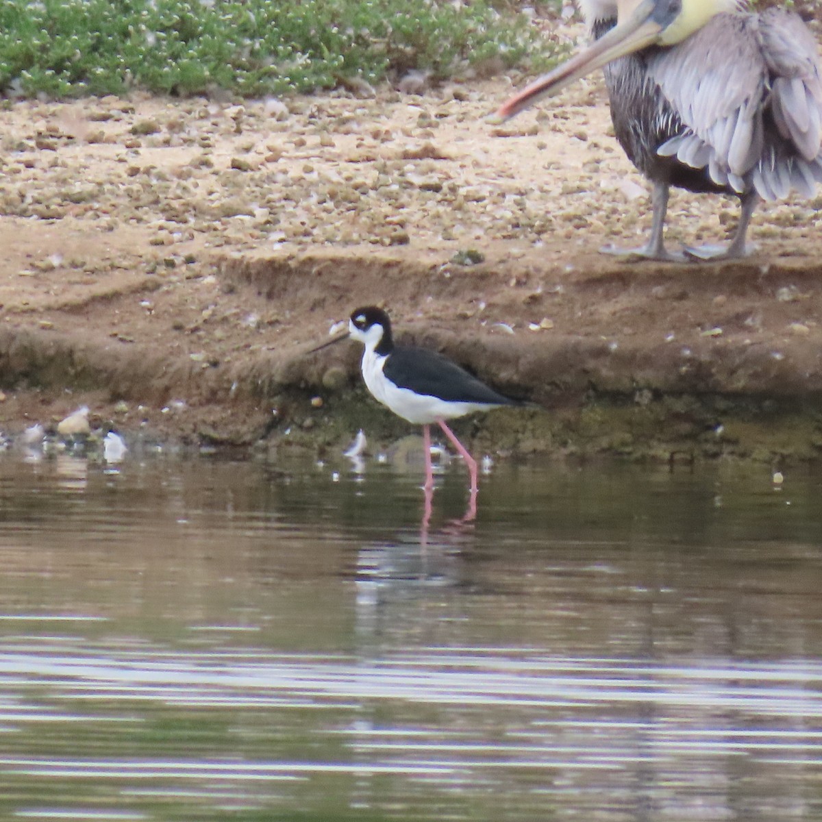 Black-necked Stilt - ML624173024