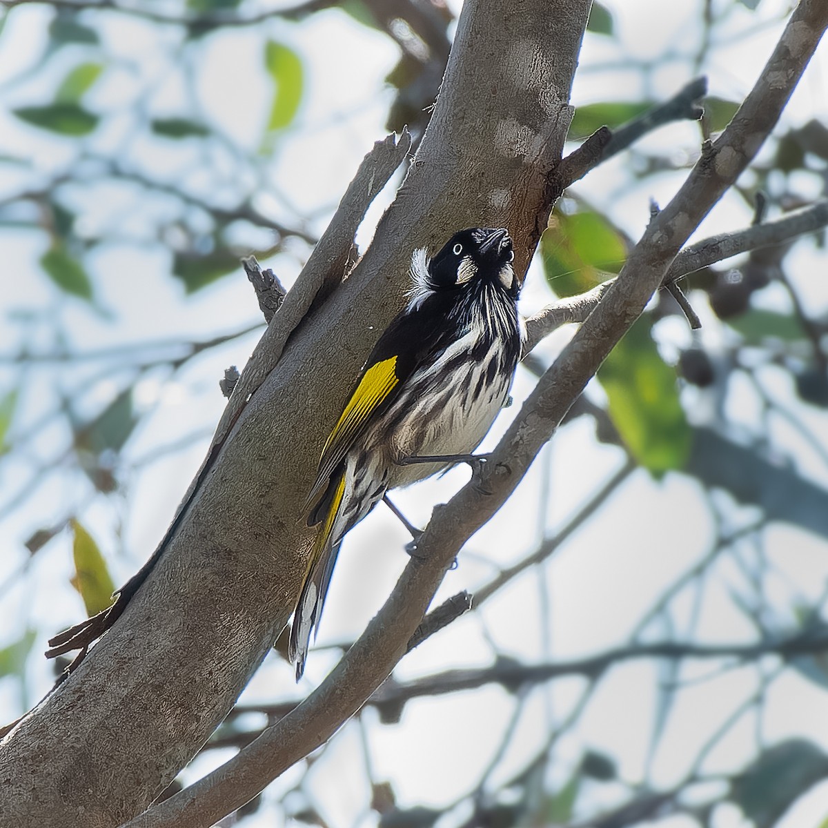 New Holland Honeyeater - ML624173030