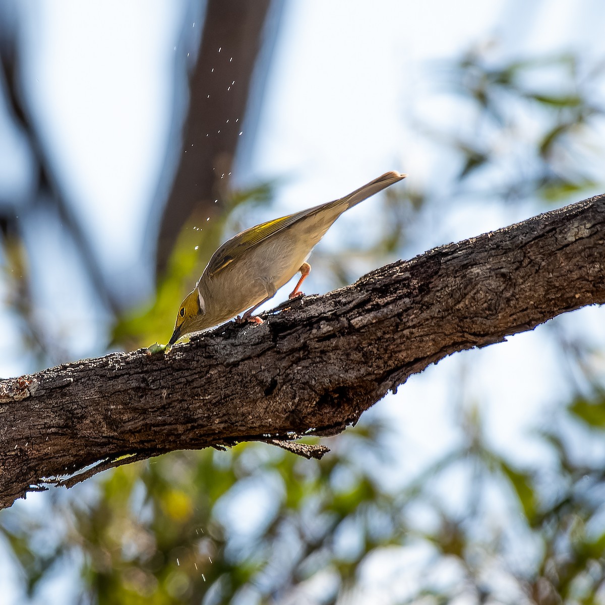 White-plumed Honeyeater - Benjamin Gerrard