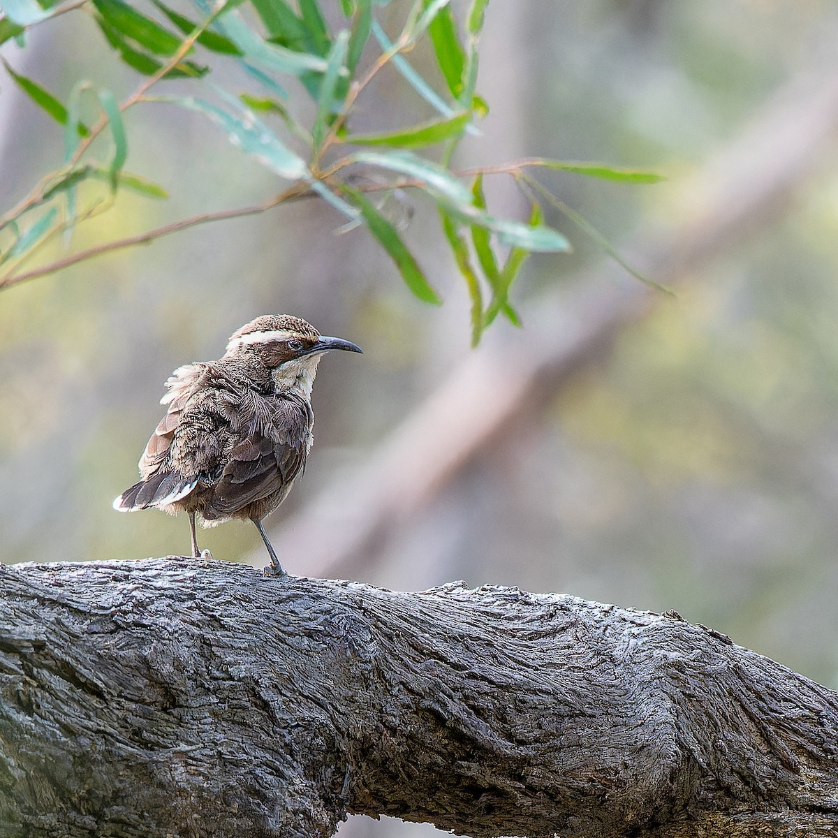 White-browed Babbler - Benjamin Gerrard